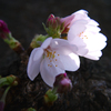 輝桜