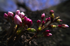 桜　息吹