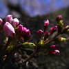 桜　息吹