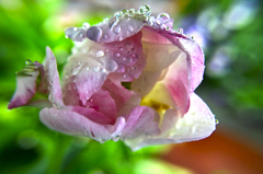 雨上がりのチューリップ