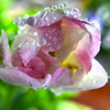 雨上がりのチューリップ
