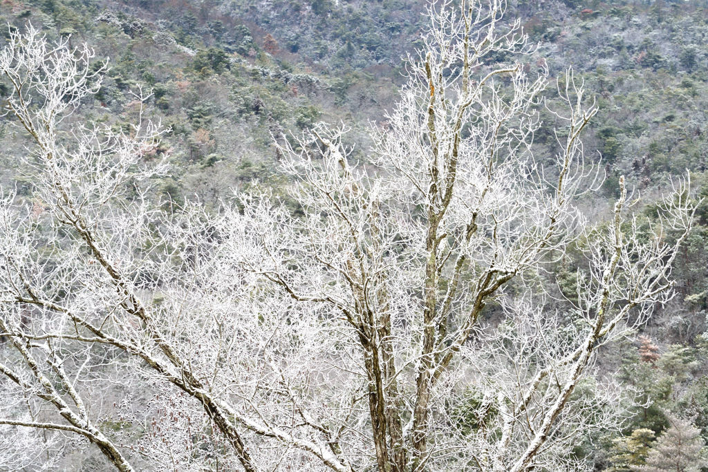 雪化粧