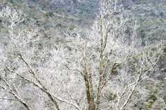 雪化粧