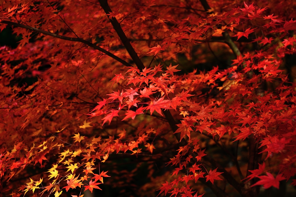 2013年の紅葉