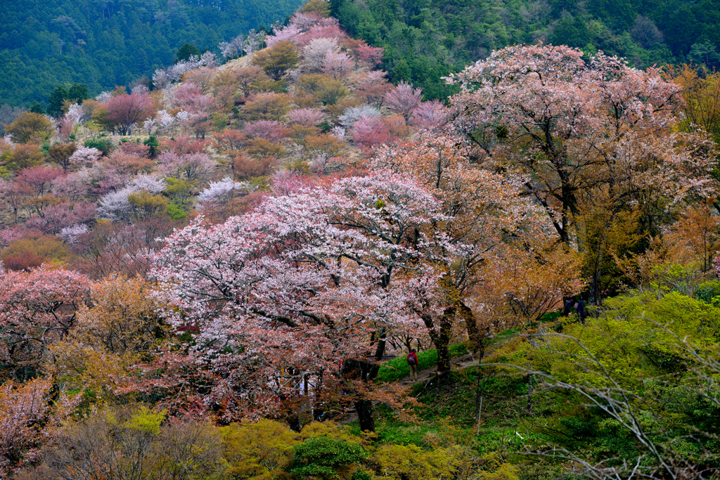 吉野上千本の桜