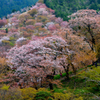 吉野上千本の桜