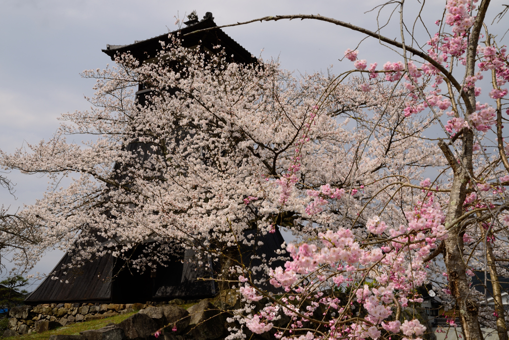 辰鼓楼と桜