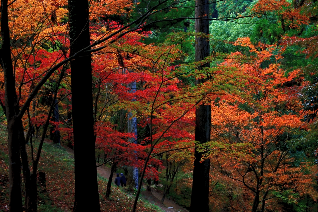 紅葉山