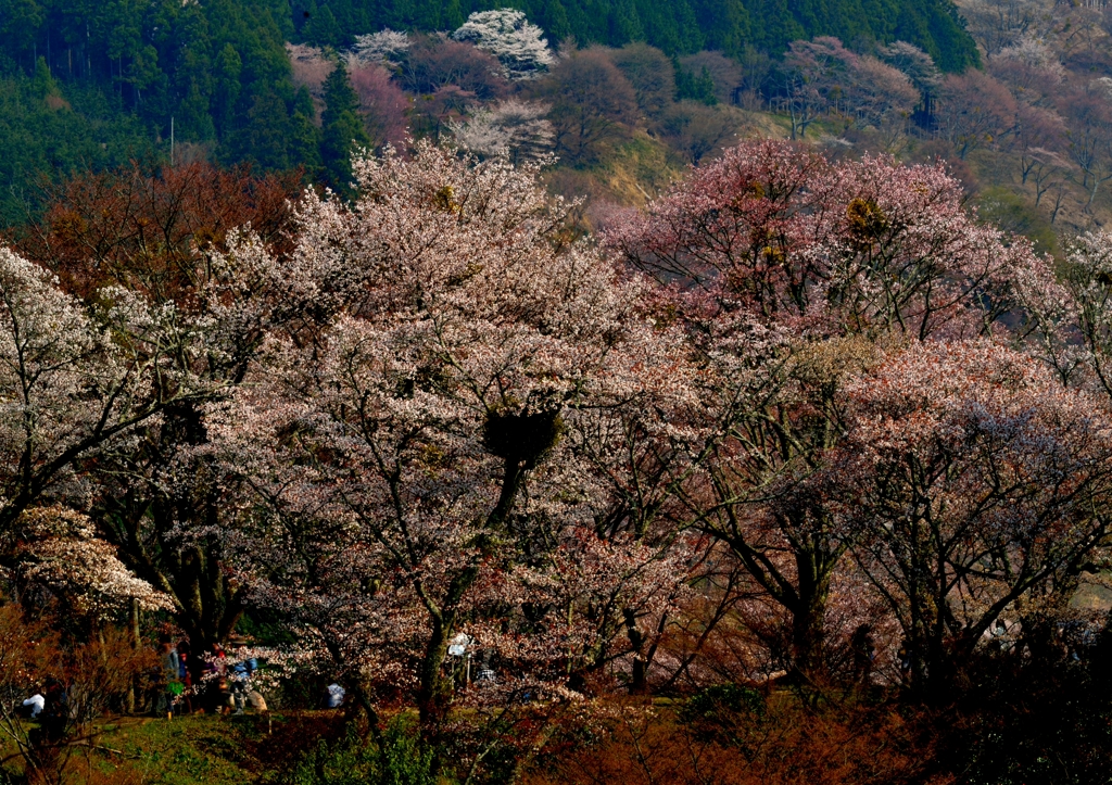 吉野　中千本