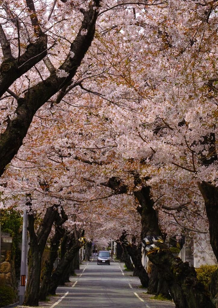 桜トンネル