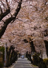桜トンネル