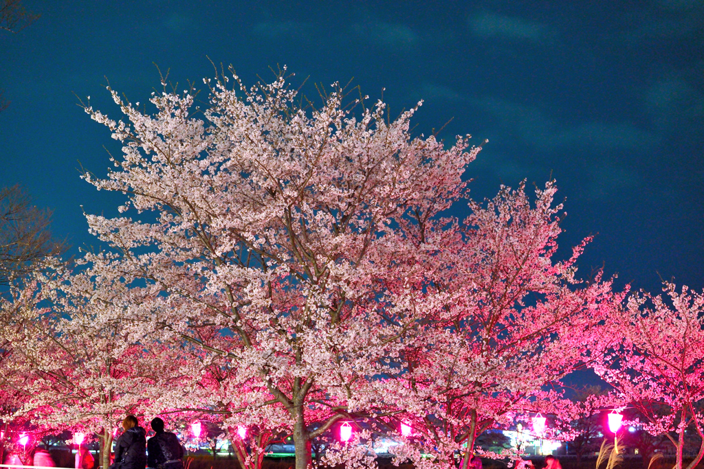夜桜