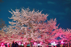夜桜