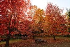 ゆりのきの紅葉