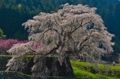 又兵衛桜
