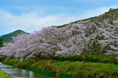篠山城址の春
