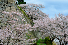 城壁と桜
