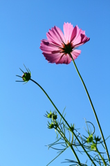 空桜