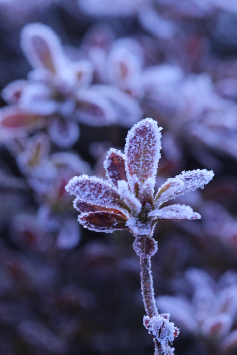 氷の花