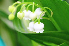 ｌｉｌｉｅｓ　ｏｆ　ｔｈｅ　ｖａｌｌｅｙ♥