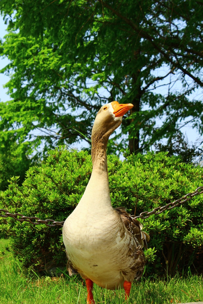 どや顔