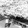 suita