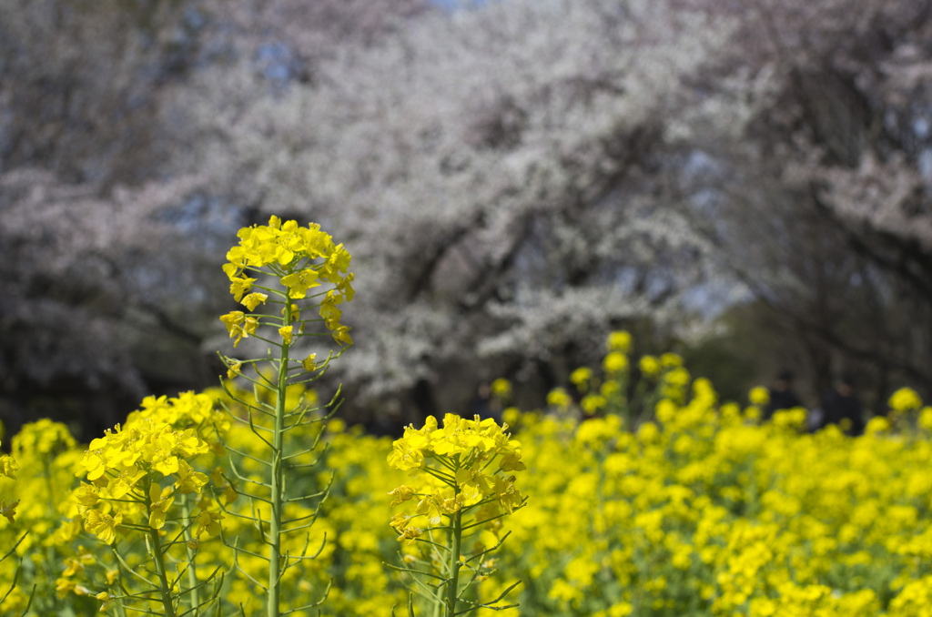 桜菜