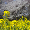 桜菜