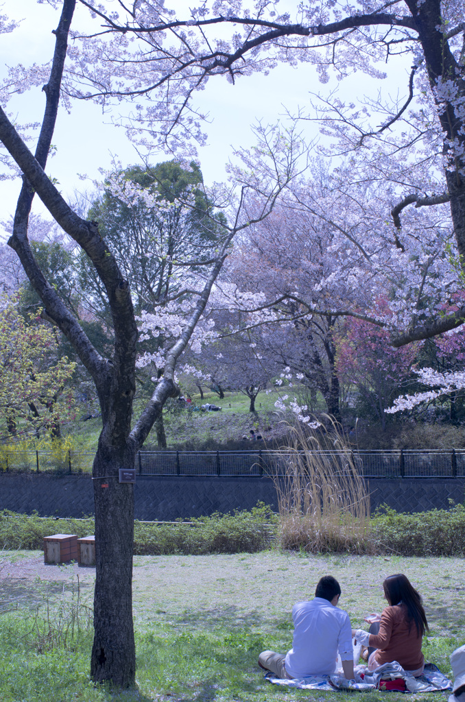 桜の木の下で