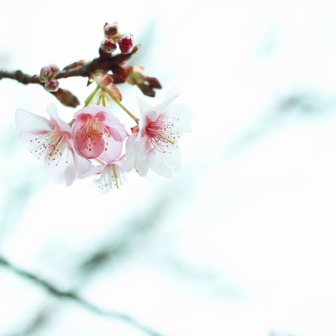 一分咲きの