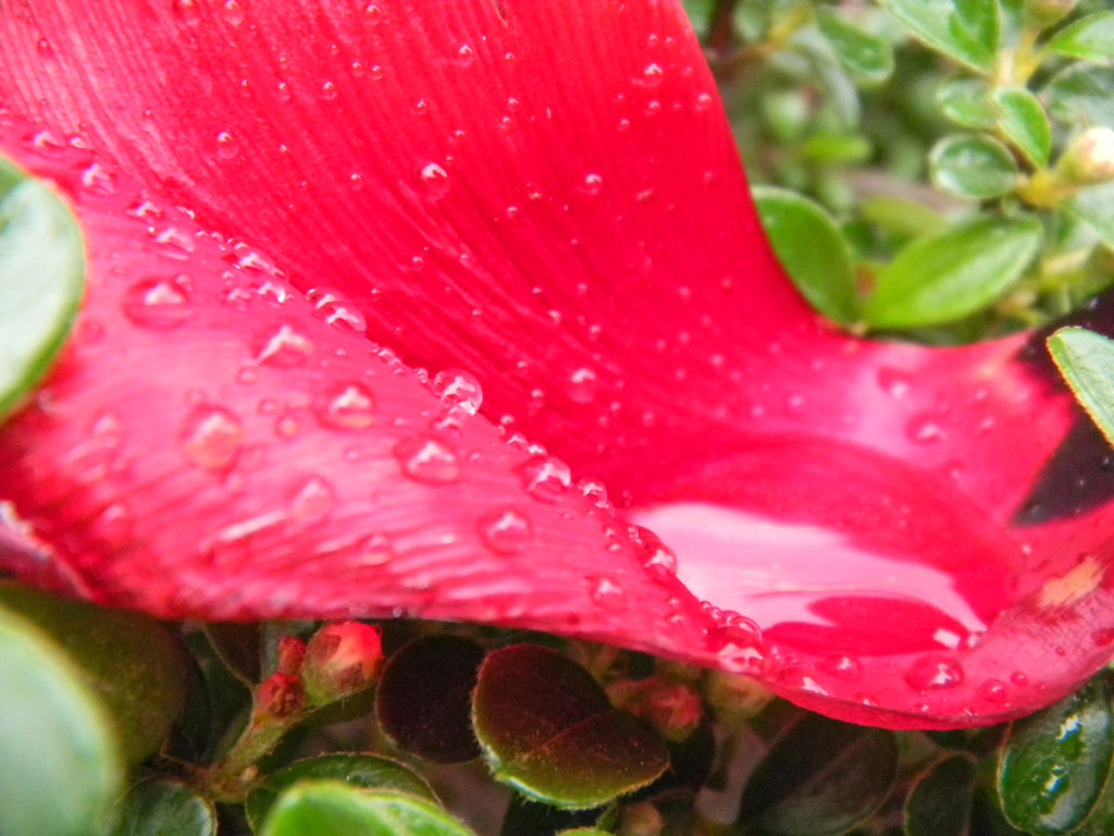 雨の雫