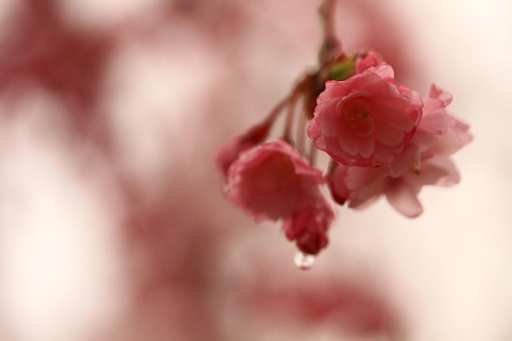 雨桜