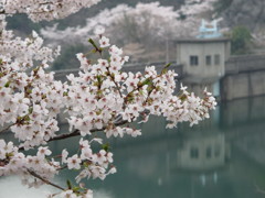 ダム湖の桜