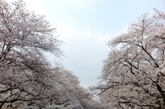 朝桜