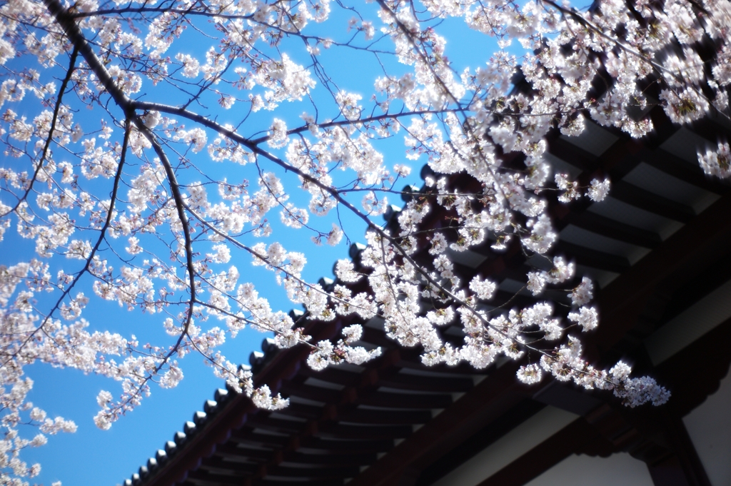 増上寺４
