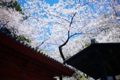 増上寺１