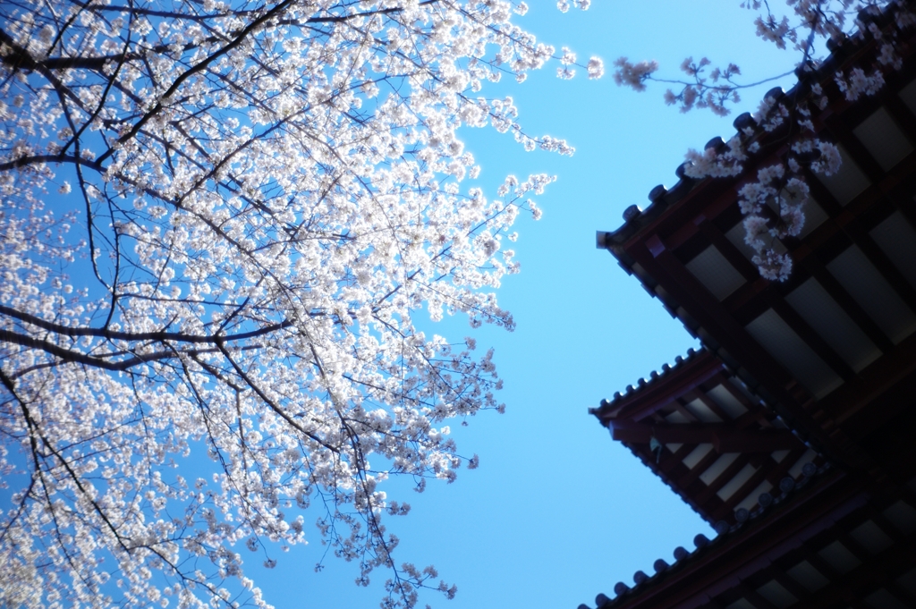 増上寺２
