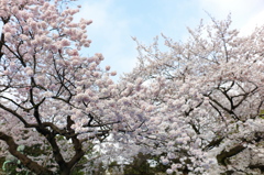 麗