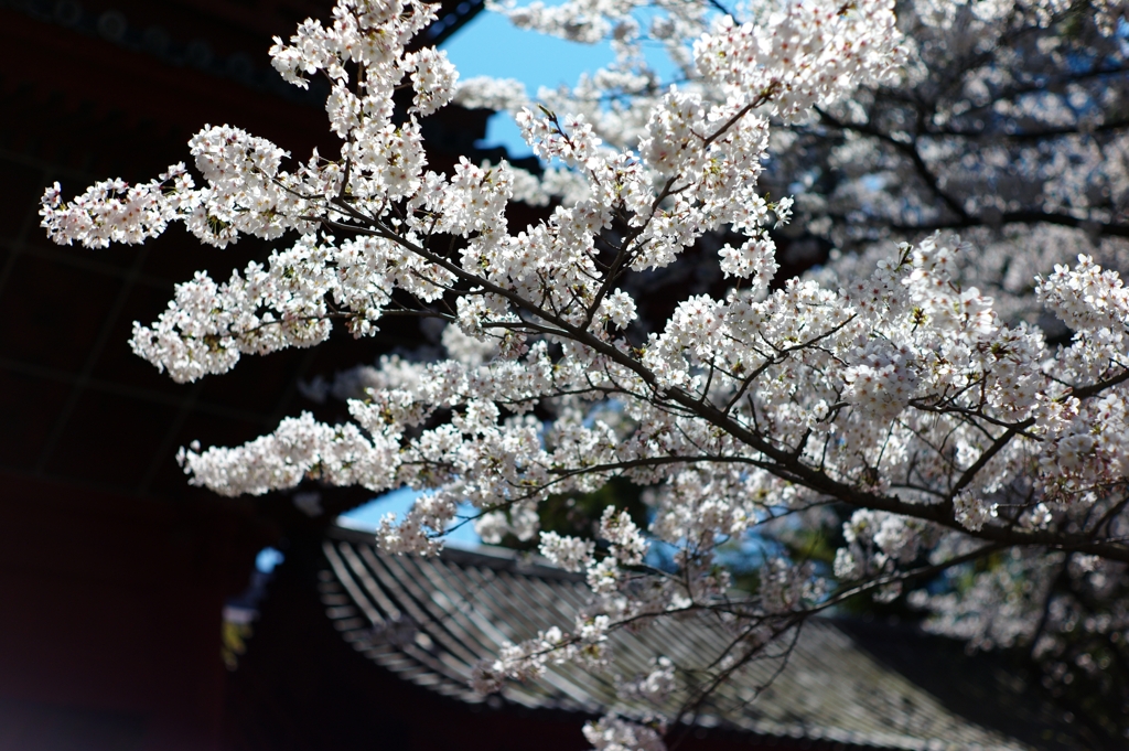 増上寺５