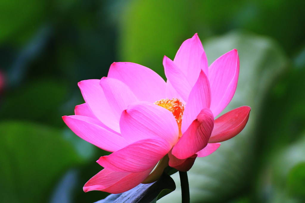蓮　２０１１