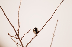 春待つ鳥