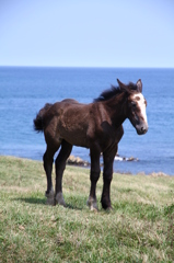 最北端の子馬