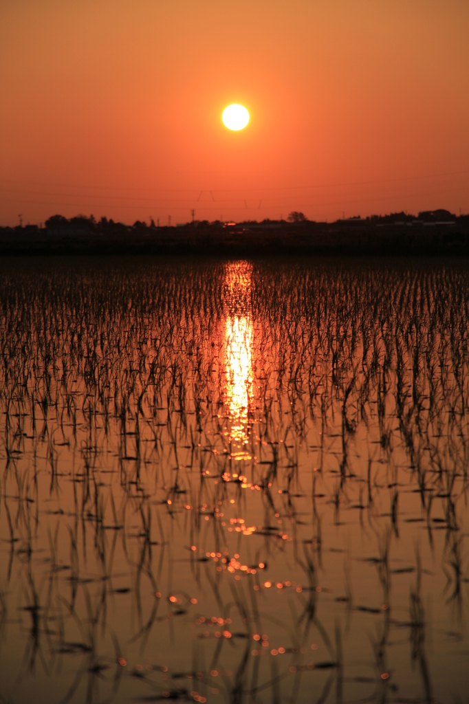 田植えの夕日