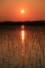 田植えの夕日