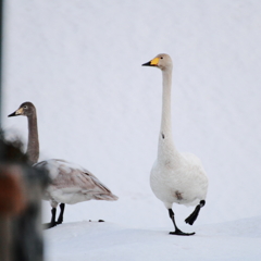 Aflac・・・じゃないよ、白鳥だよ