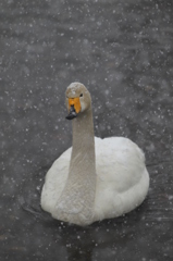 雪降り