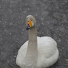 雪降り