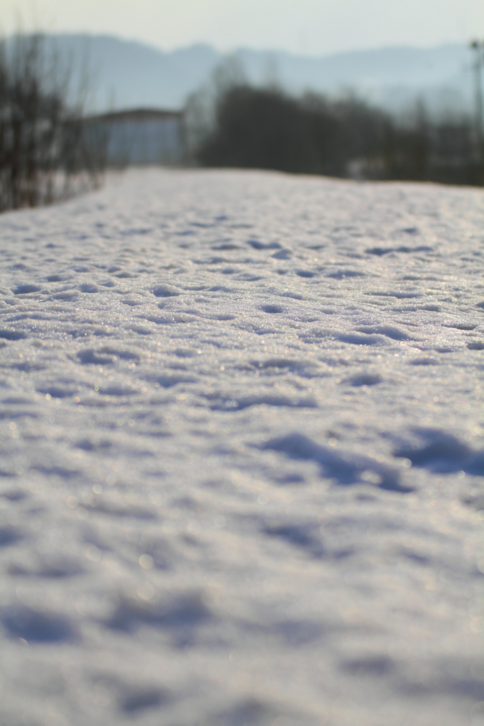 朝、雪解けの道