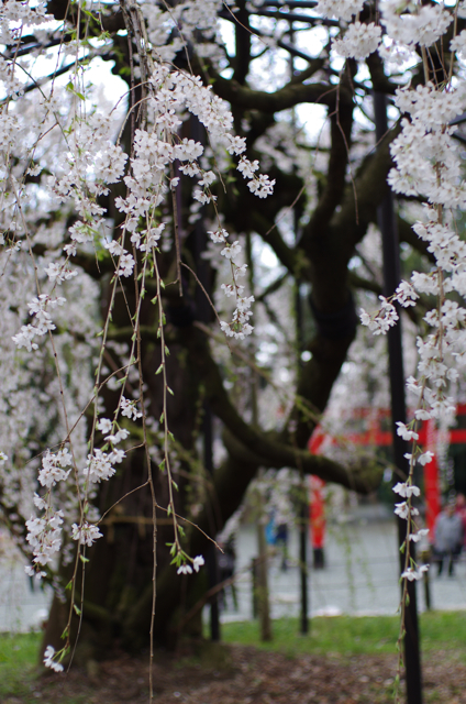 シダレ桜