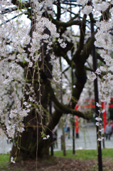 シダレ桜